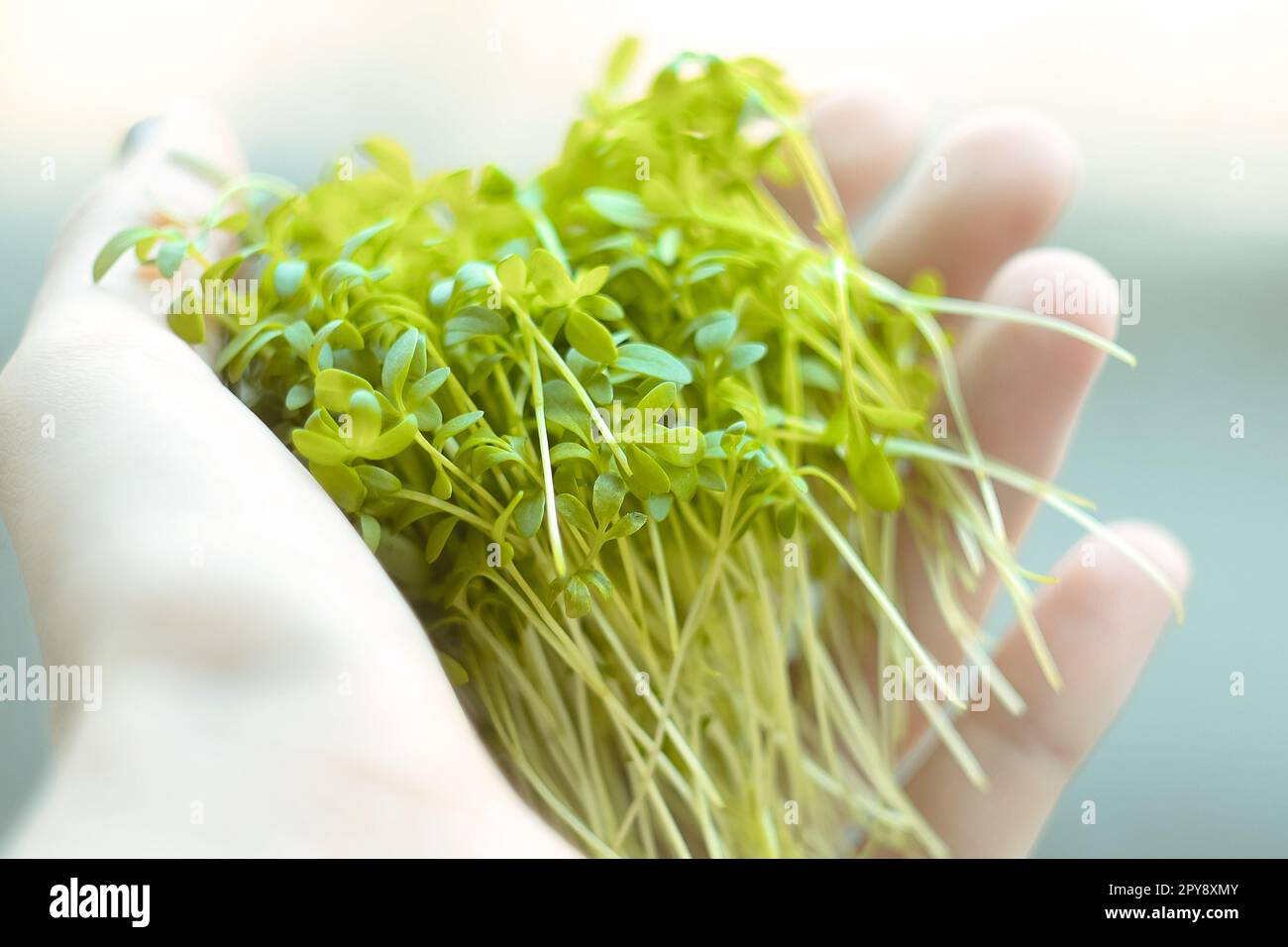 Close up photo of sprouts hi-res stock photography and images - Alamy