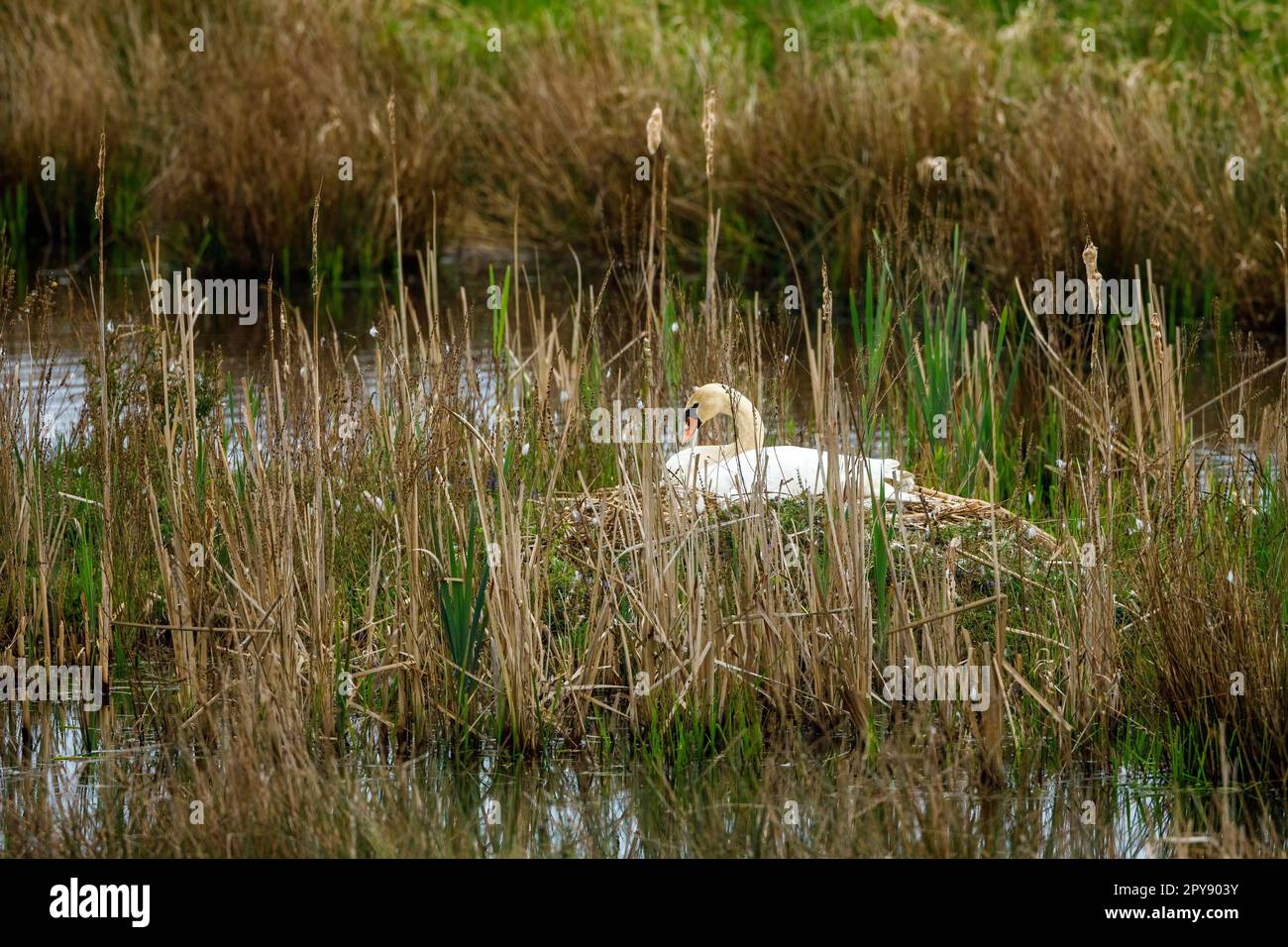 A Mute Swan is breeding on the nest Stock Photo Alamy