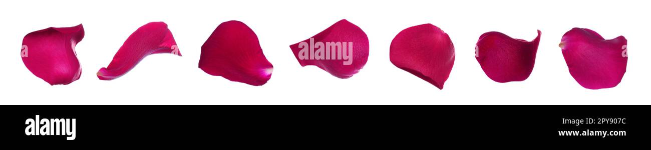 Red rose banner Cut Out Stock Images & Pictures - Alamy