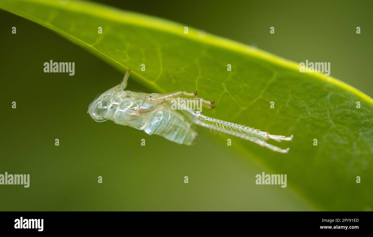 A small beetle of the species Jacobiasca formosana perched on a leaf Stock Photo