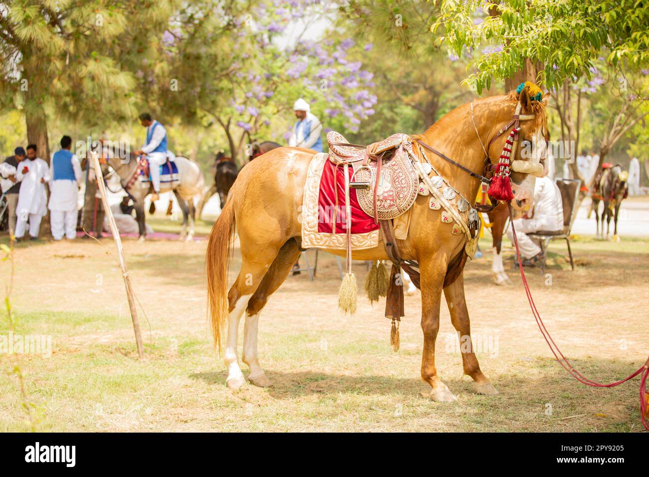 Pakistan, Asian Horse rider on traditional Islamabad Championship tent