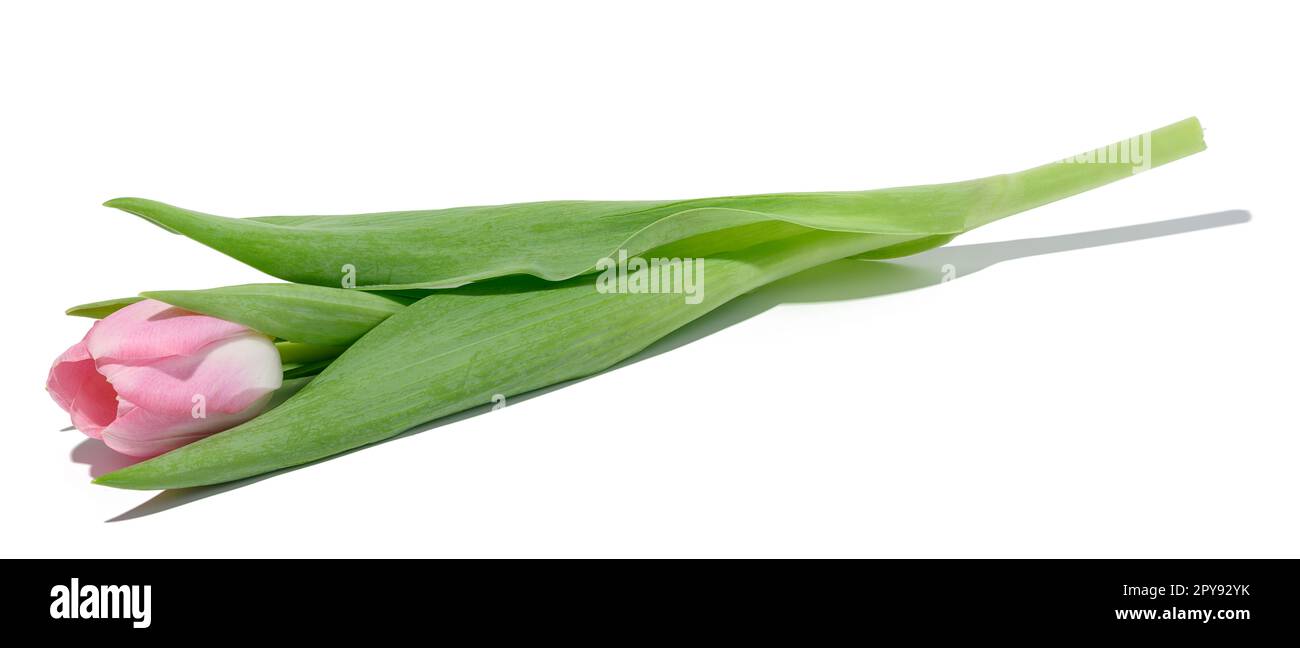 Pink tulip with green leaves on a white isolated background Stock Photo ...