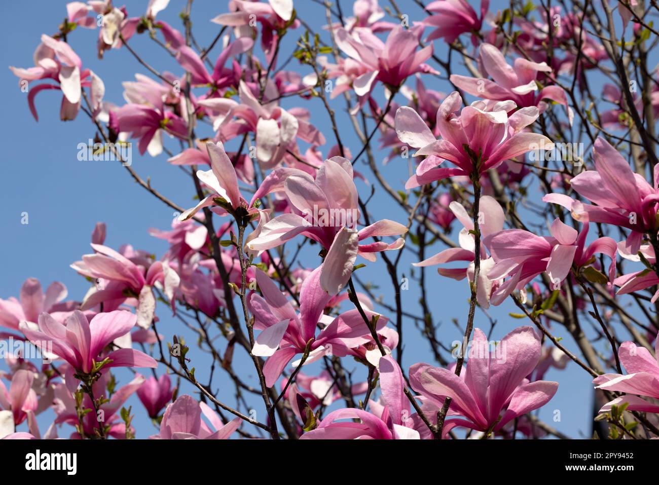 Pink magnolia flowers on a tree branch Stock Photo - Alamy