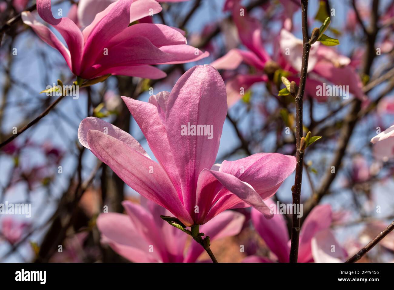 Pink magnolia flowers on a tree branch Stock Photo - Alamy