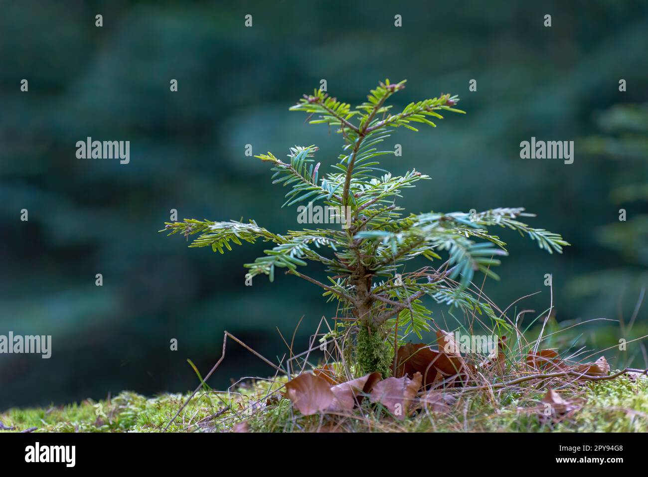 Young firs in a pine forest in Burgenland Austria Stock Photo