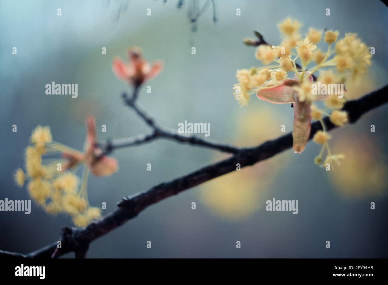 Close up flowering linden branch concept photo Stock Photo Alamy
