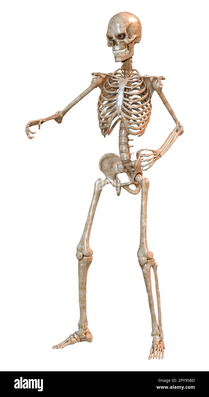 3D rendering of a human skeleton isolated on white background Stock ...