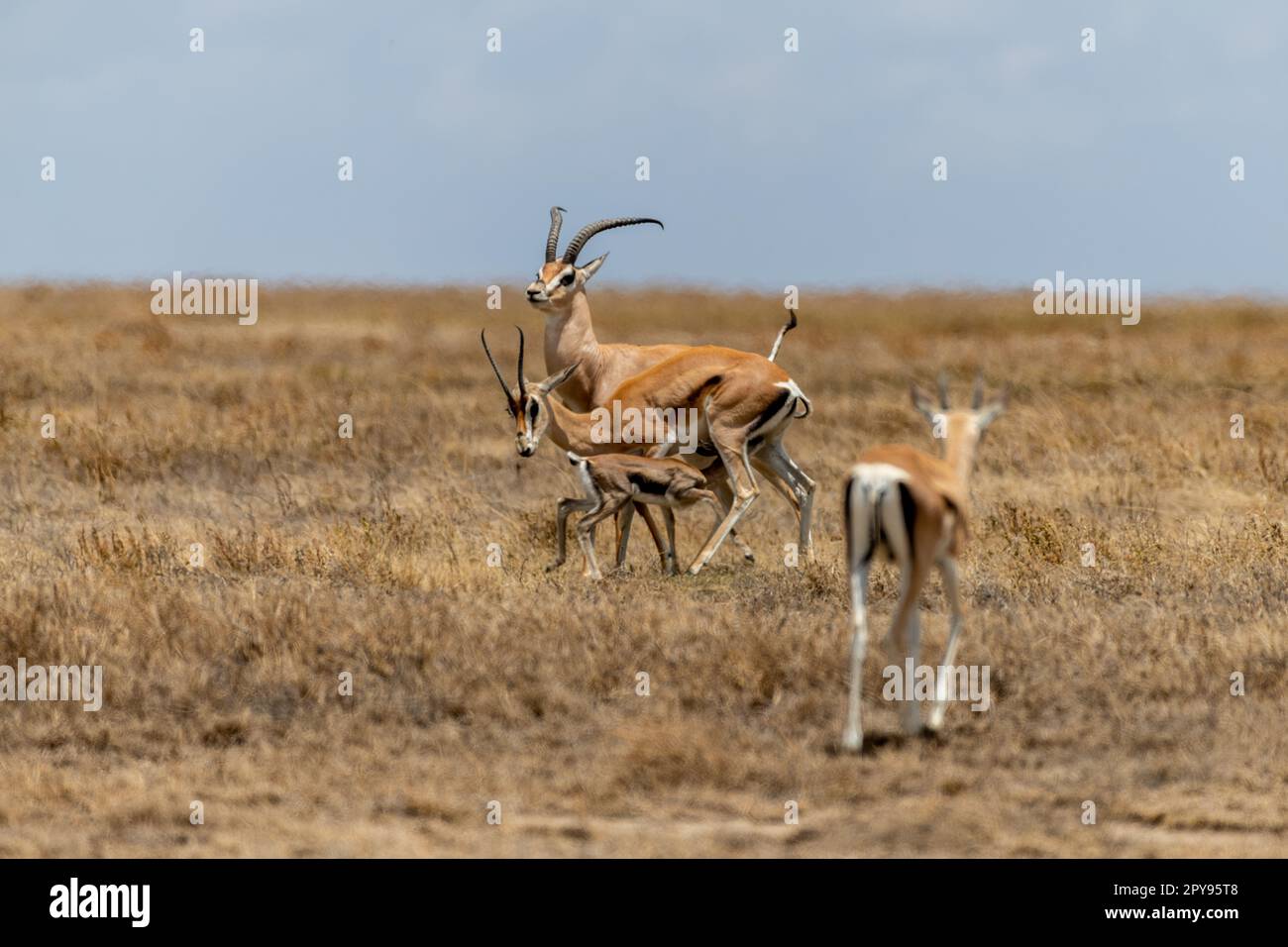 Wild Thomson's gazelles in serengeti national park Stock Photo - Alamy