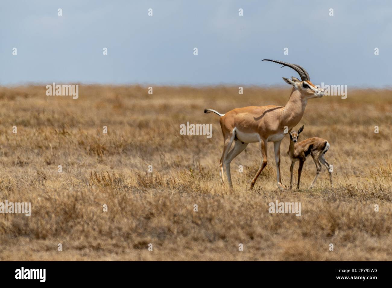 Wild Thomson #39 s gazelles in serengeti national park Stock Photo Alamy