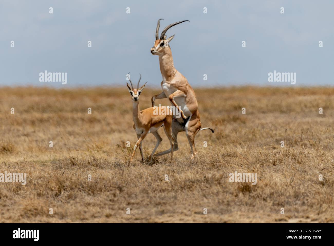 Wild Thomson's gazelles in serengeti national park Stock Photo Alamy