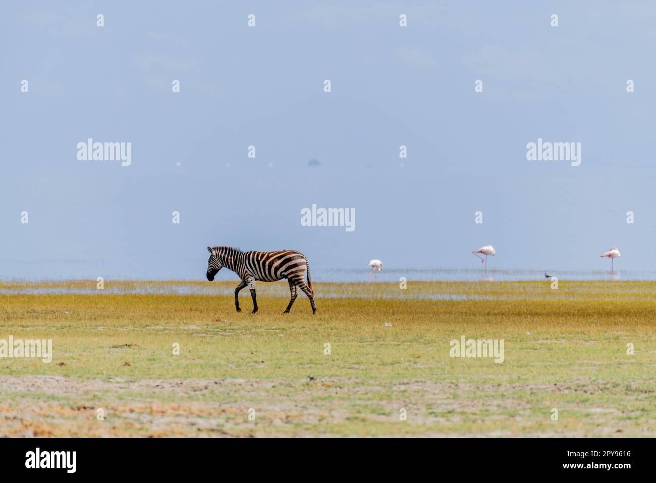 Zebras in the african savannah hi-res stock photography and images - Alamy