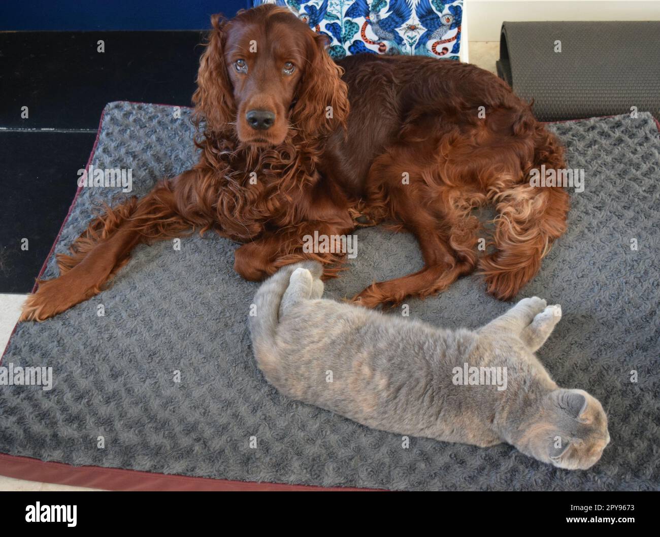 Dog and cat are happtogether at home. Stock Photo