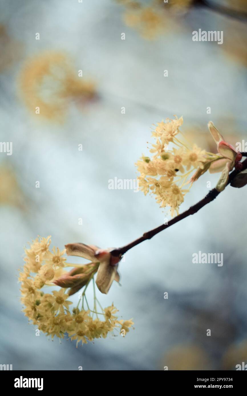 Close up fragrant linden flower clusters on twig concept photo Stock Photo