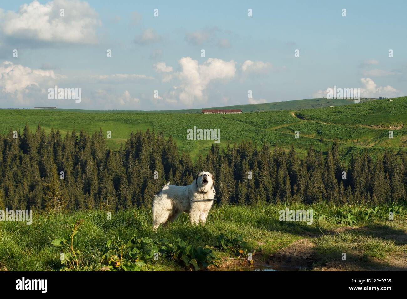 Great pyrenees dog howling on mountain slope scenic photography Stock Photo