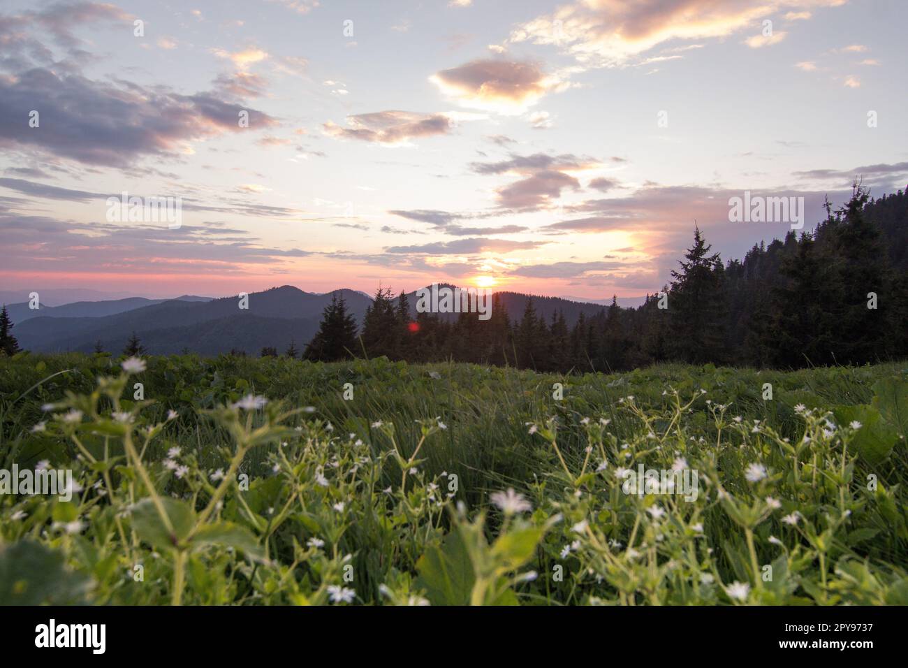 Flowering meadow in front of sunset landscape photo Stock Photo - Alamy