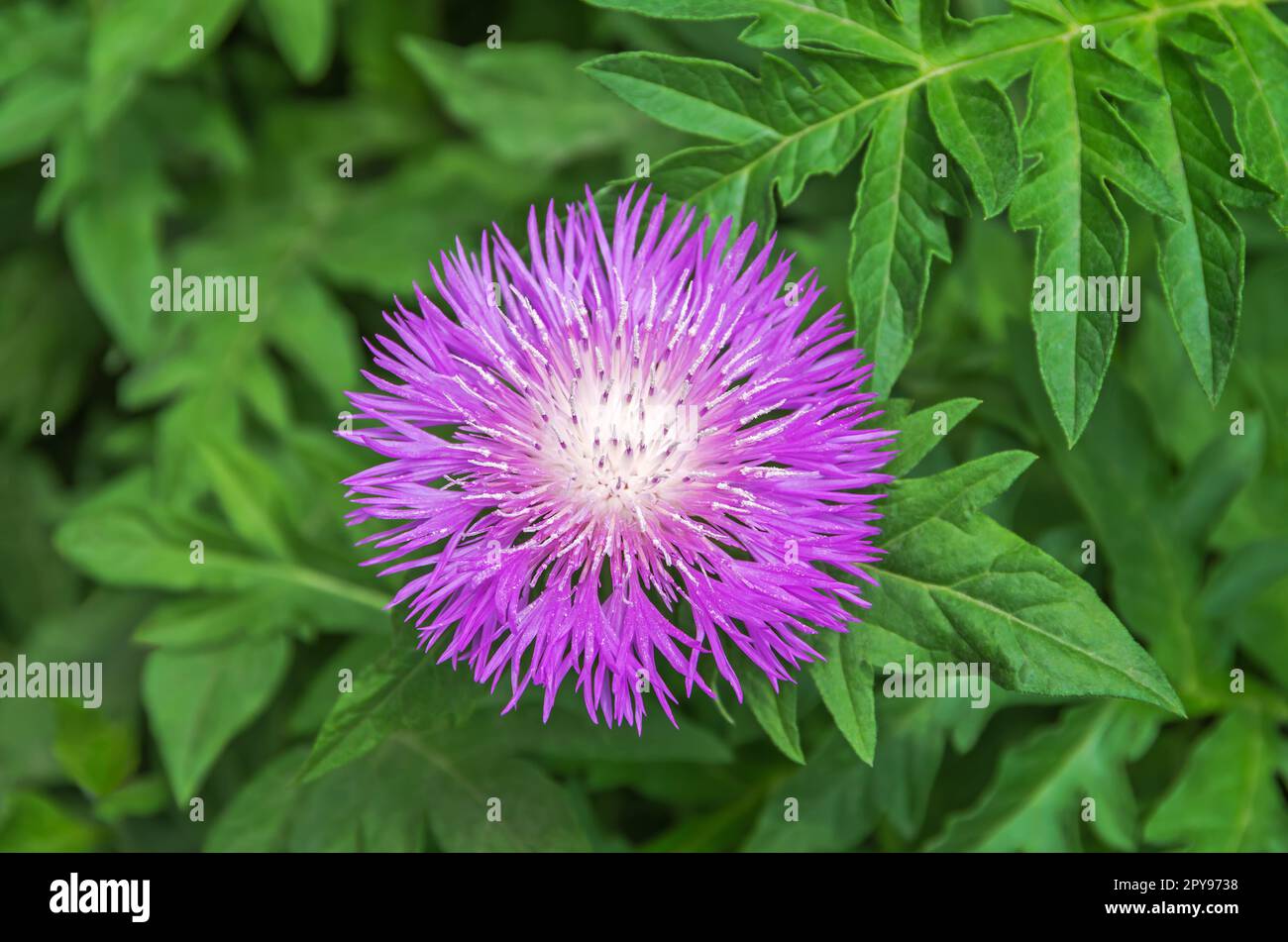 Rhaponticum carthamoides. Leuzea carthamoides. Maral root. Herbaceous perennial plant from the family Asteraceae. Medicinal plant and flowers Stock Photo