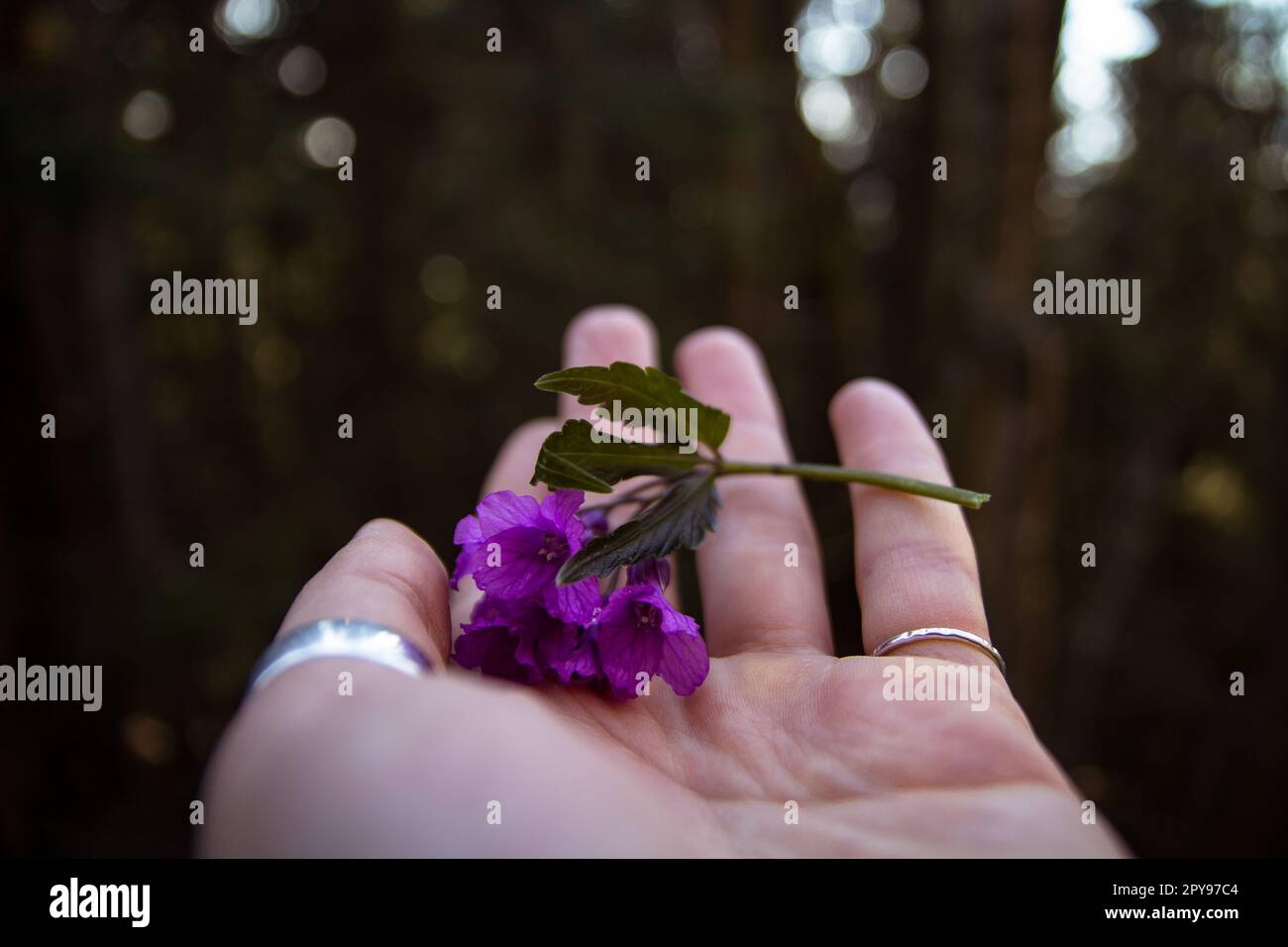 Close up violet ruellia flowers laying on female palm concept photo Stock Photo