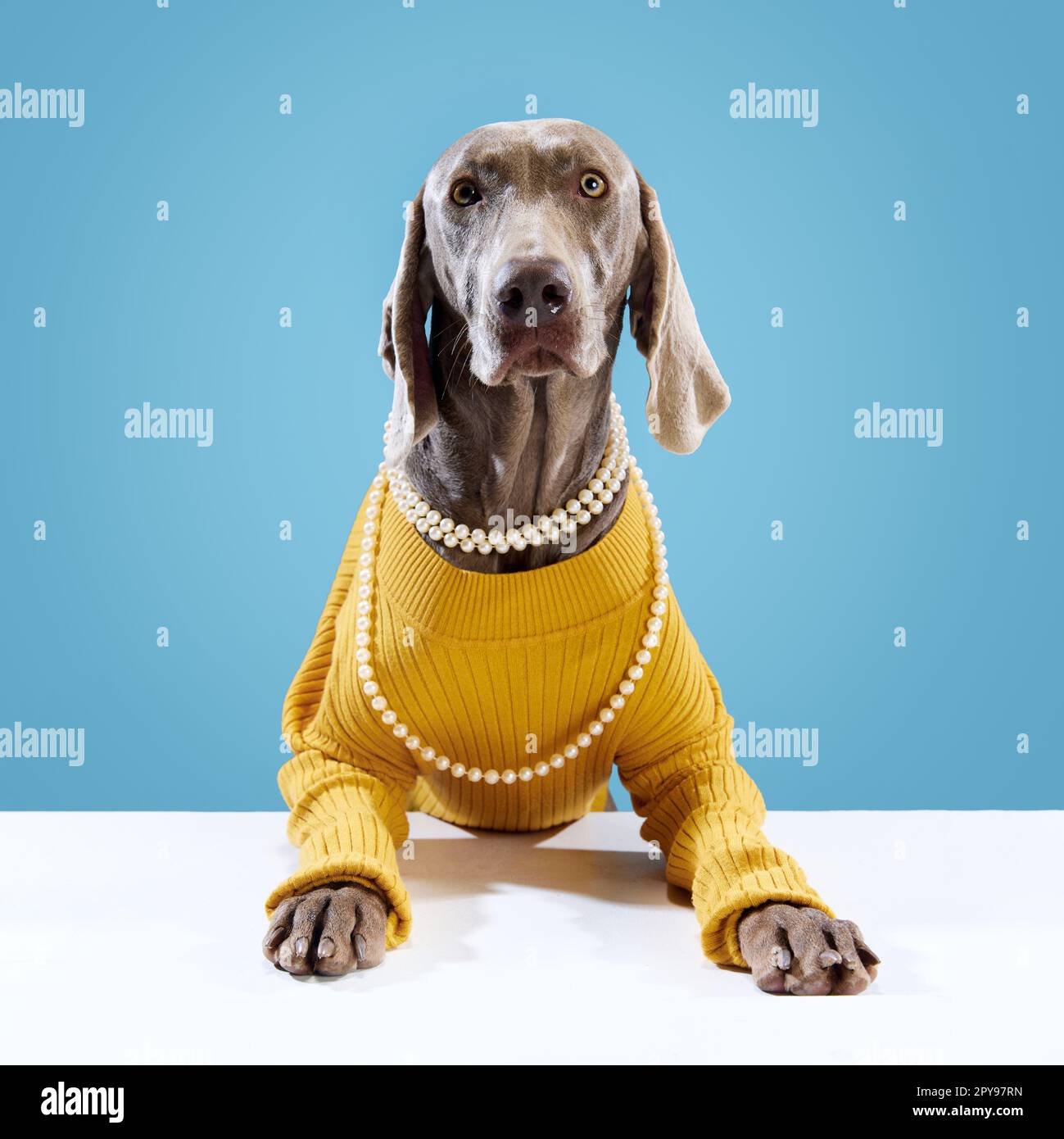 Weimaraner sweater hot sale