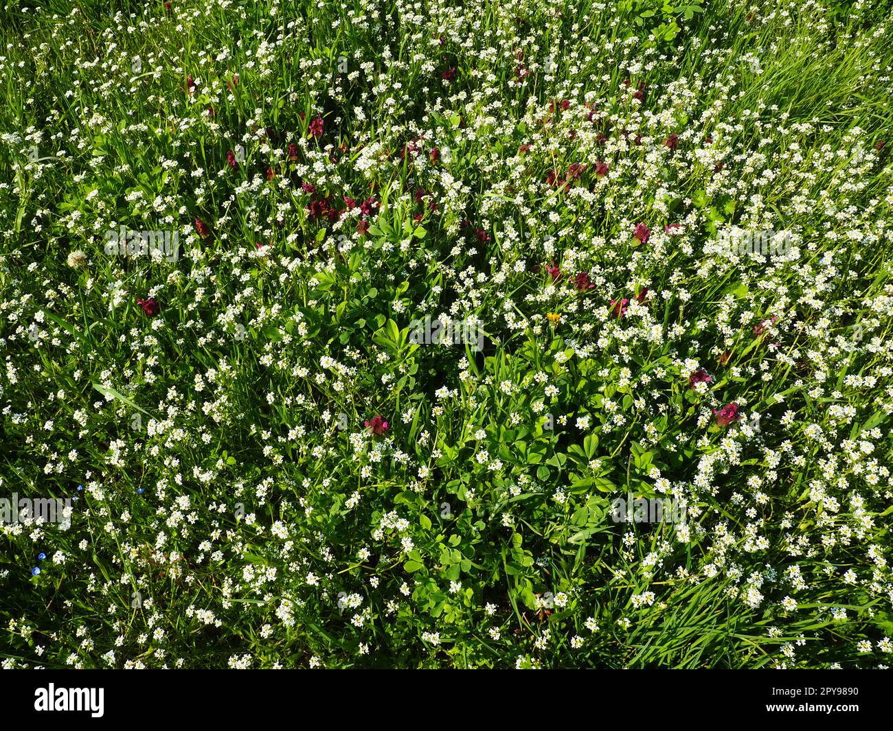 859 Bittercress Stock Photos - Free & Royalty-Free Stock Photos from  Dreamstime