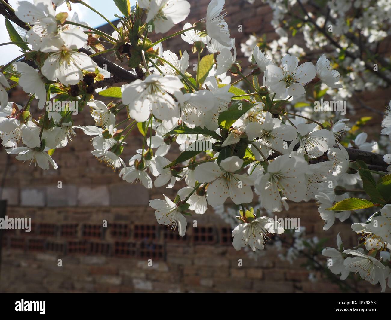 A tree blooming with white flowers. Cherry, apple, plum or sweet cherry in a flowering state. Delicate white petals. A very beautiful blooming spring garden. Stock Photo