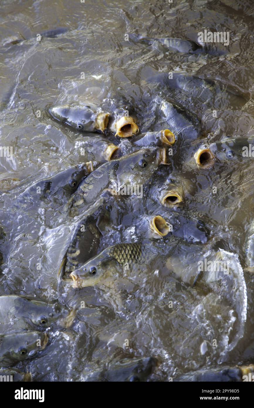 Many fish eating food in hi-res stock photography and images - Alamy