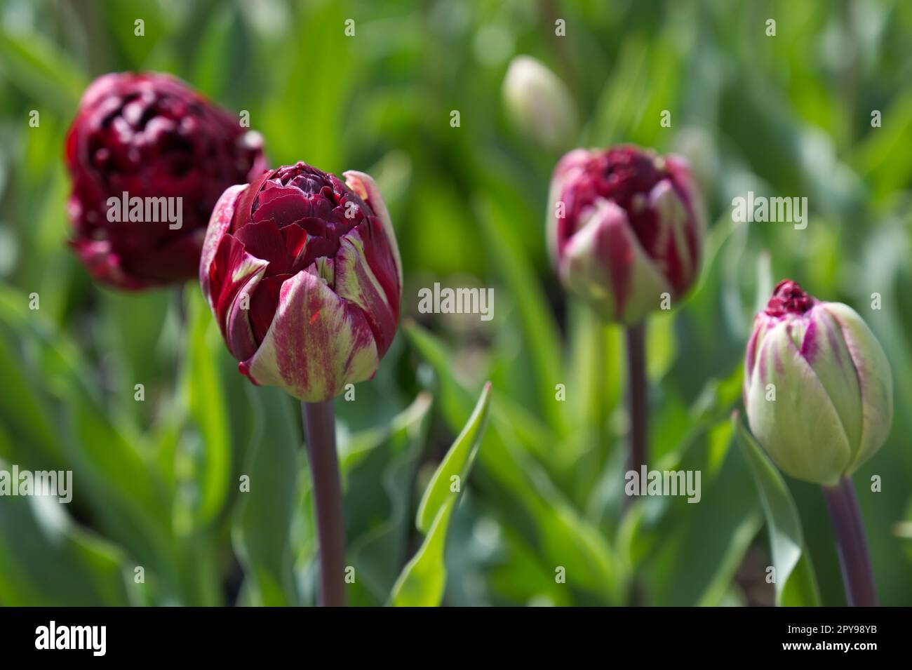 Double, deep red spring flowers of Tulip, tulipa Uncle Tom in UK garden April Stock Photo