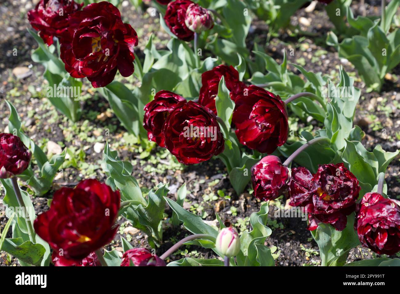 Double, deep red spring flowers of Tulip, tulipa Uncle Tom in UK garden April Stock Photo