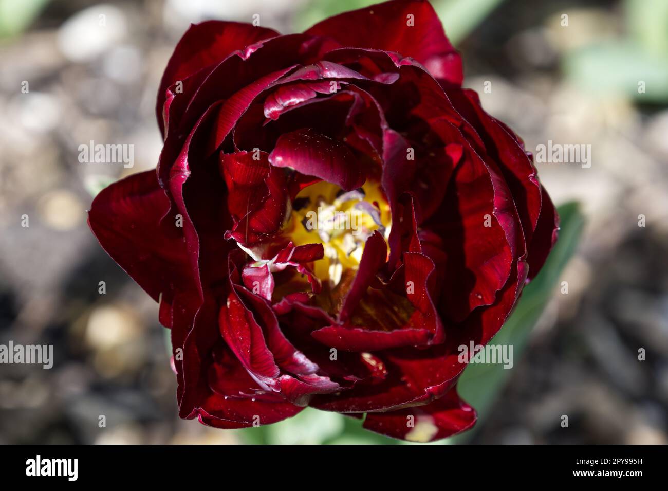 Double, deep red spring flowers of Tulip, tulipa Uncle Tom in UK garden April Stock Photo