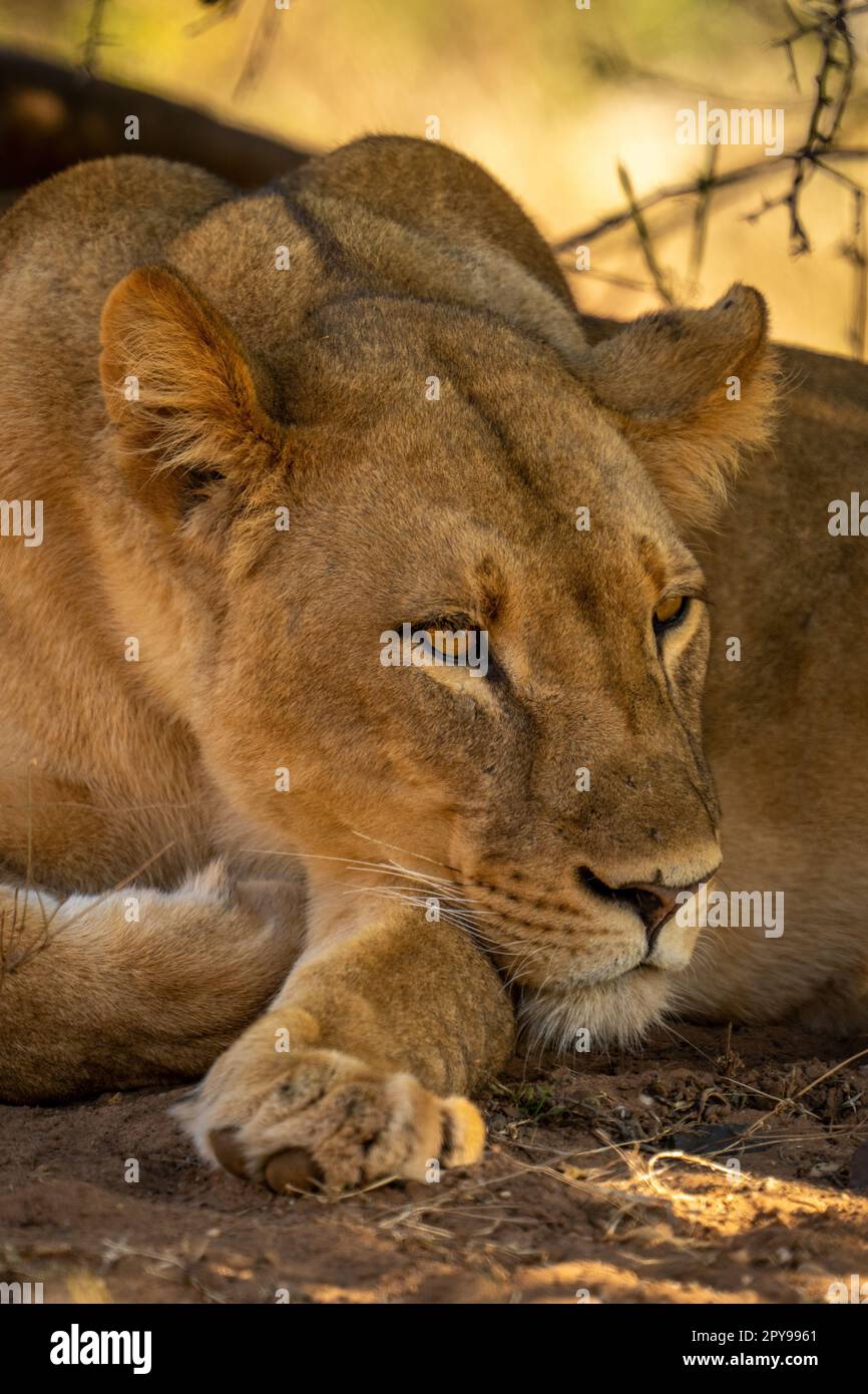 Close-up of lioness lying staring with catchlight Stock Photo