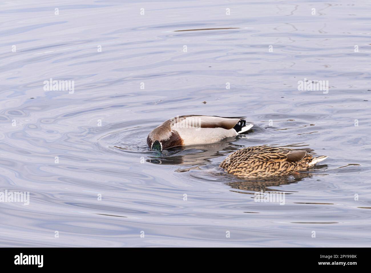 two ducks hunting for food underwater in the lagoon Stock Photo Alamy