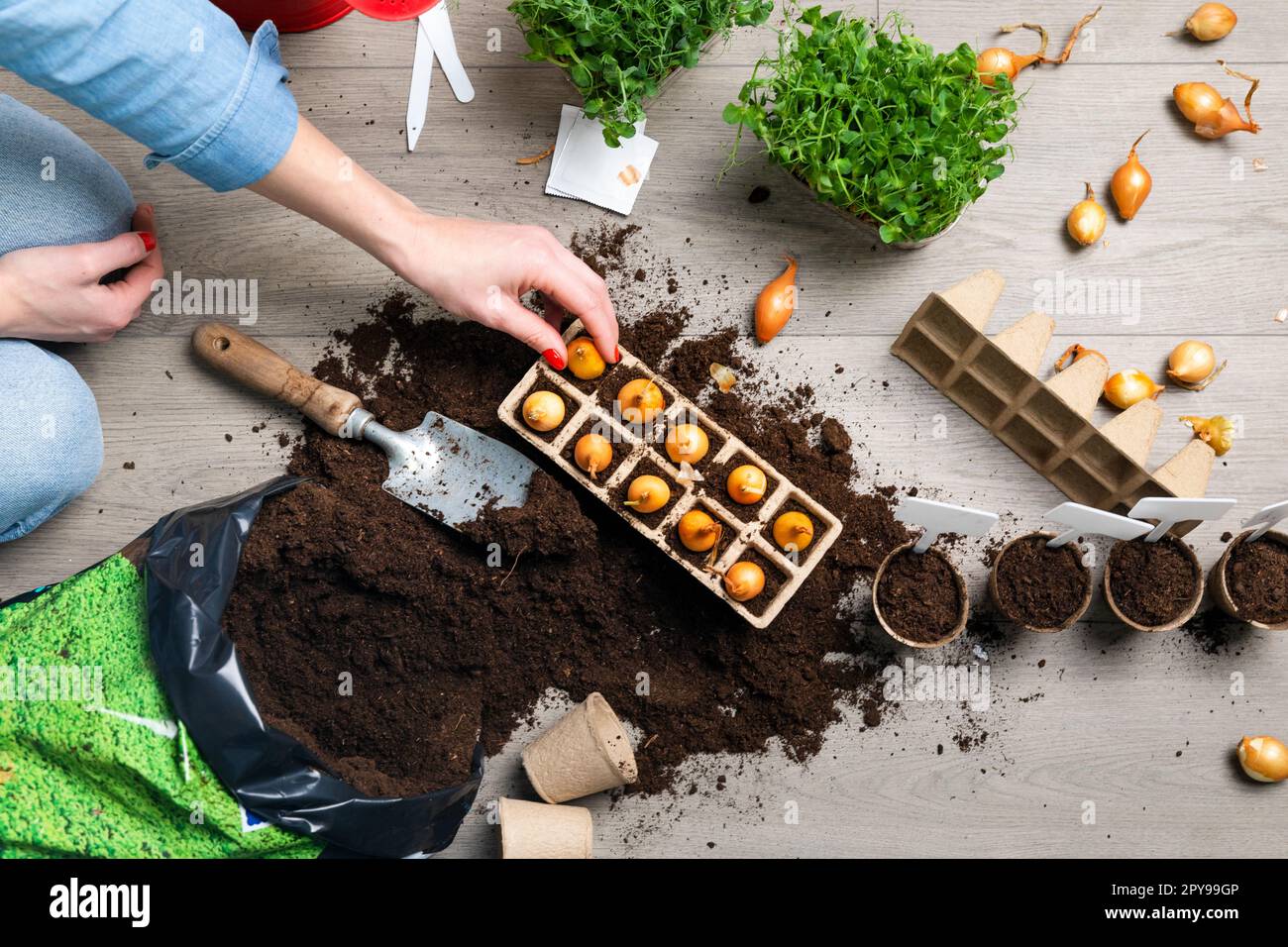 Women planting seeds at home in fertile black earth. Putting name tags for plants. In background freshly grown sprouts. Spring and gardening concept. Stock Photo