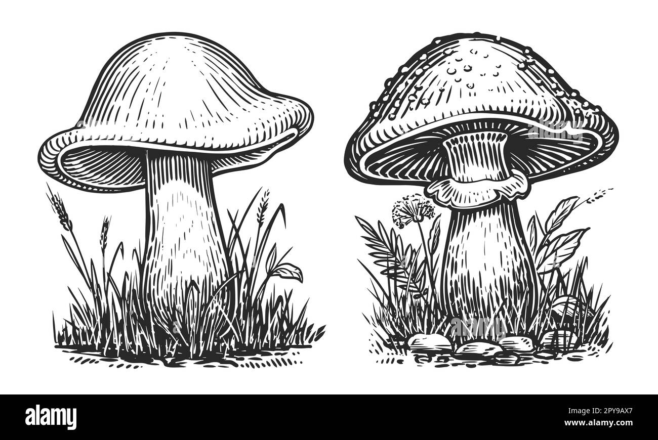 Mushrooms in vintage engraving style. Hand drawn sketch illustration