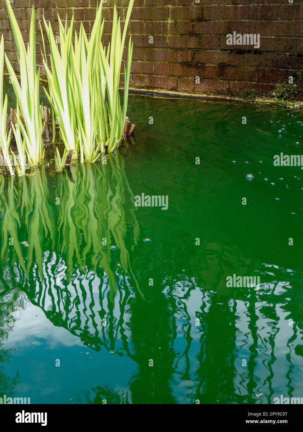 Newly emerging fans of leaves of iris Pseudacorus -Variegatum.  Semi abstract garden pond image in spring Stock Photo