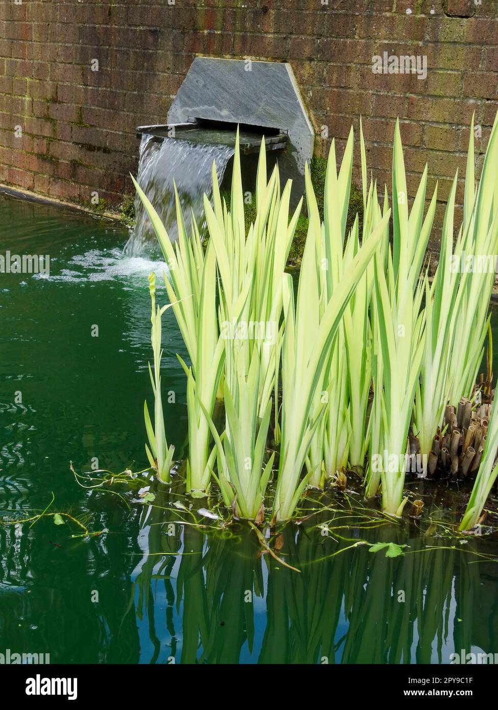 Newly emerging fans of leaves of iris Pseudacorus -Variegatum.  Semi abstract garden pond image in spring Stock Photo