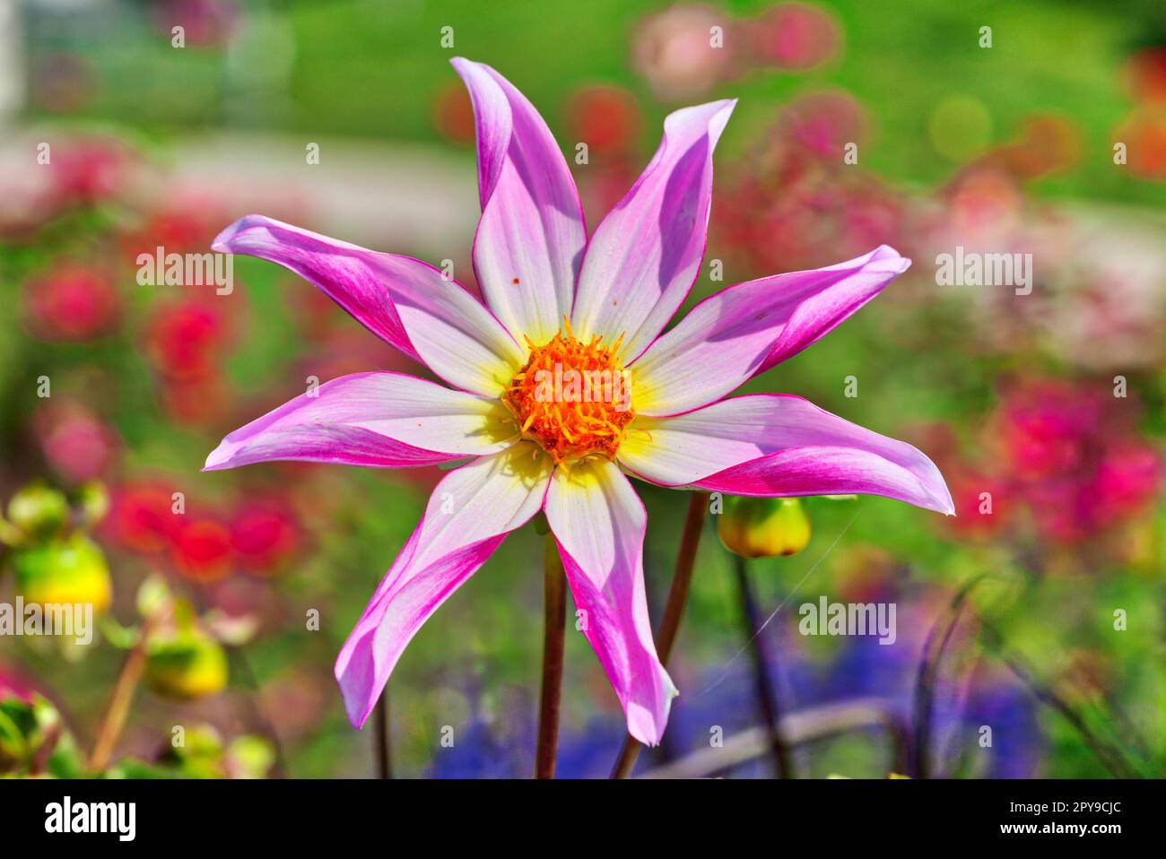 Dahlia (Dahlia tenuicaulis), International Garden Exhibition, 2017, Berlin, Germany Stock Photo