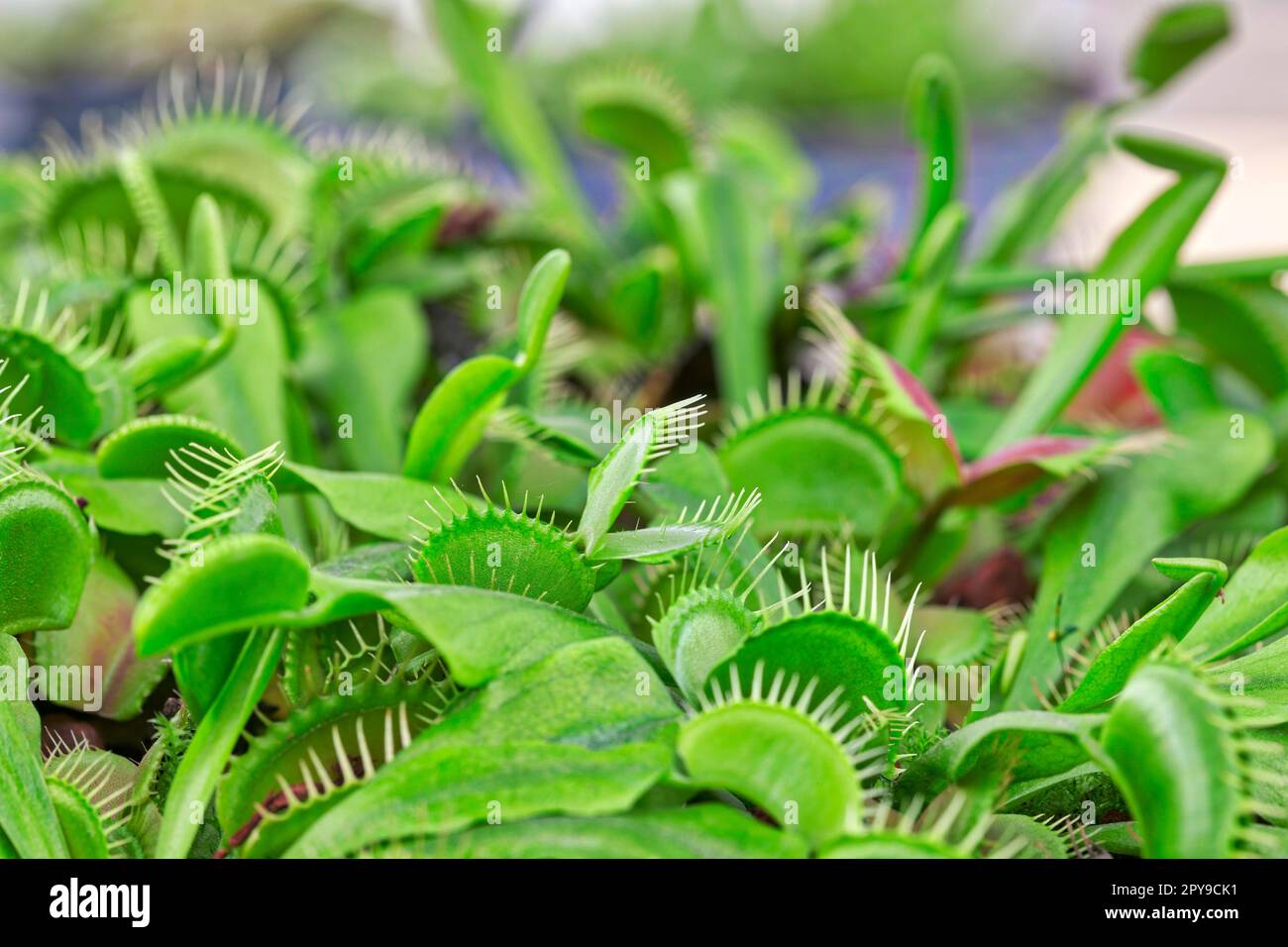 Venus flytrap (Dionaea muscipula), International Garden Exhibition