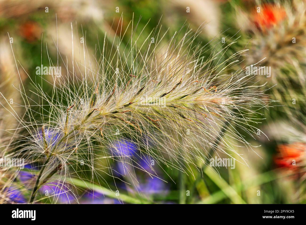 Long bristle feather grass (Cenchrus longisetus), International Garden Exhibition, 2017, Berlin, Germany Stock Photo