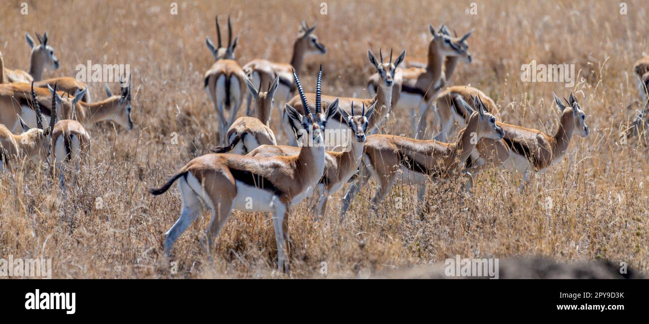 Wild Thomson's gazelles in serengeti national park Stock Photo - Alamy