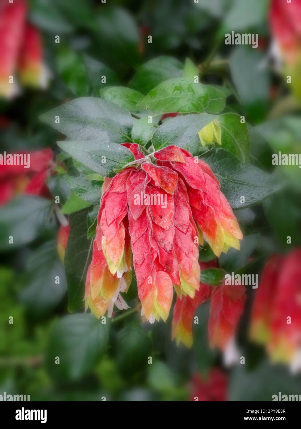 Natural close up flowering plant portrait of pretty Mexican shrimp plant, Justicia brandegeeana, flowering Stock Photo