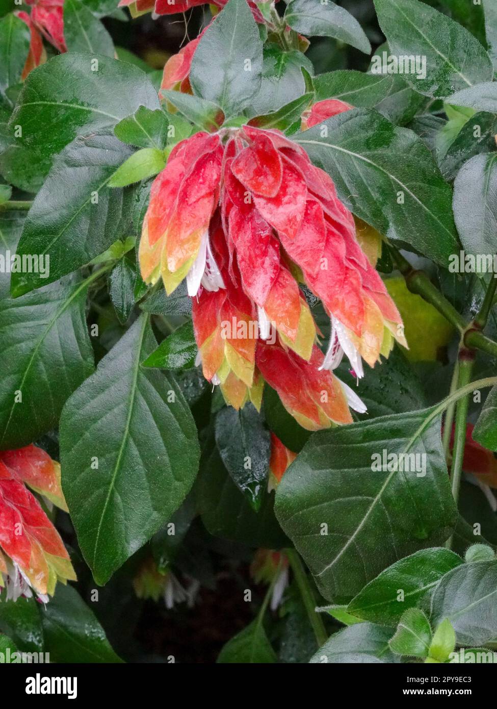 Natural close up flowering plant portrait of pretty Mexican shrimp plant, Justicia brandegeeana, flowering Stock Photo