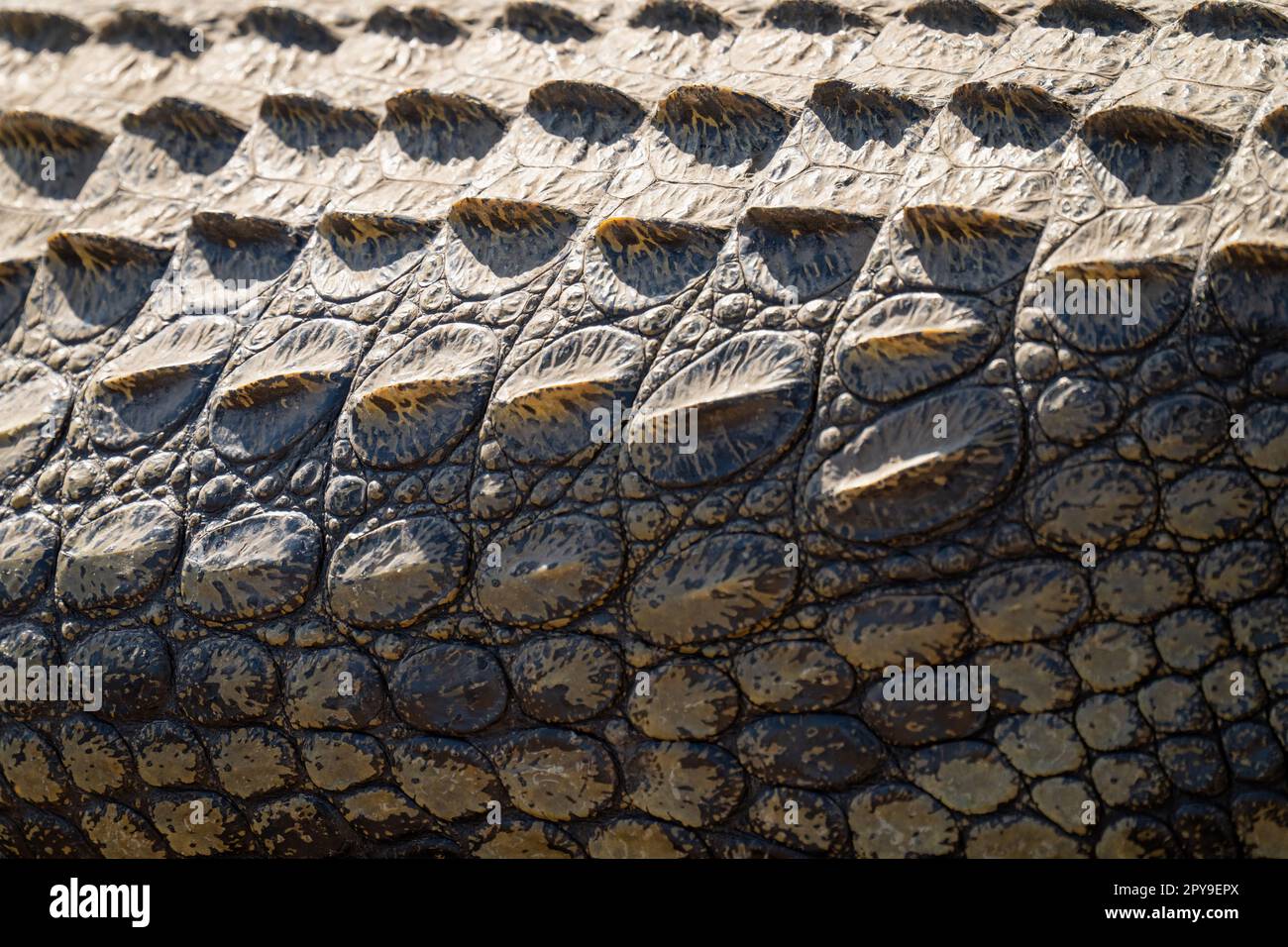 Close-up of Nile crocodile body in sunshine Stock Photo - Alamy