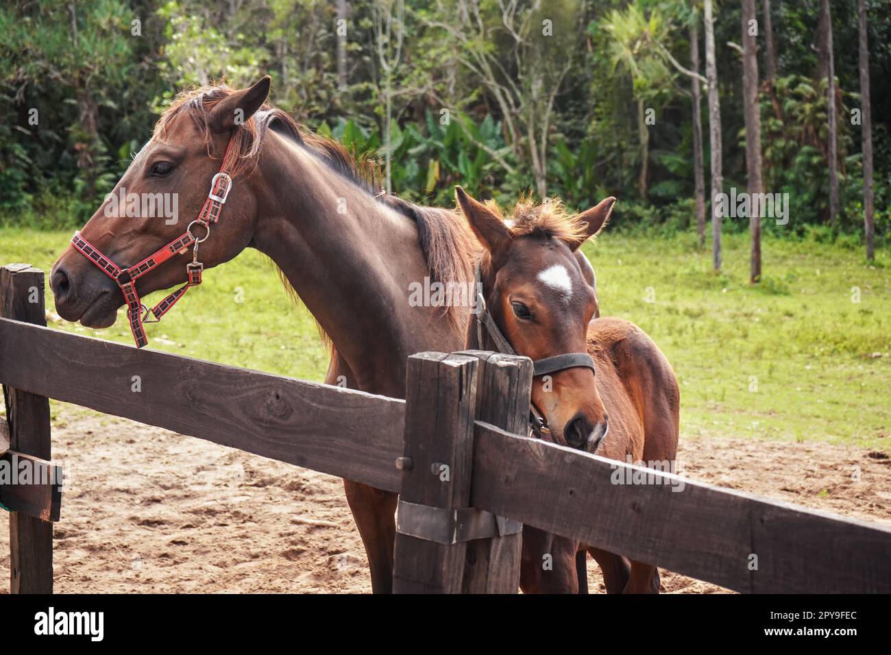 Young brown horse foal and larger one, standing next to wooden fence, blurred African jungle trees background, horseriding in Madagascar Stock Photo
