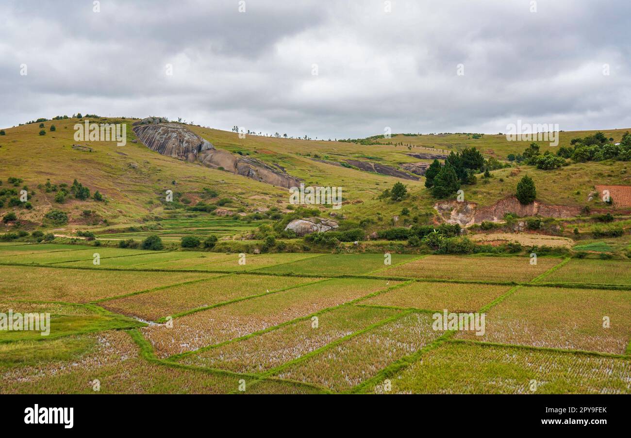 Typical Madagascar landscape - green and yellow rice terrace fields on small hills in region near Farariana Stock Photo