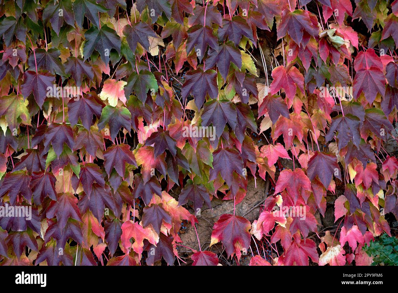 Cluster of ivy leaves and fruits in autumn Stock Photo