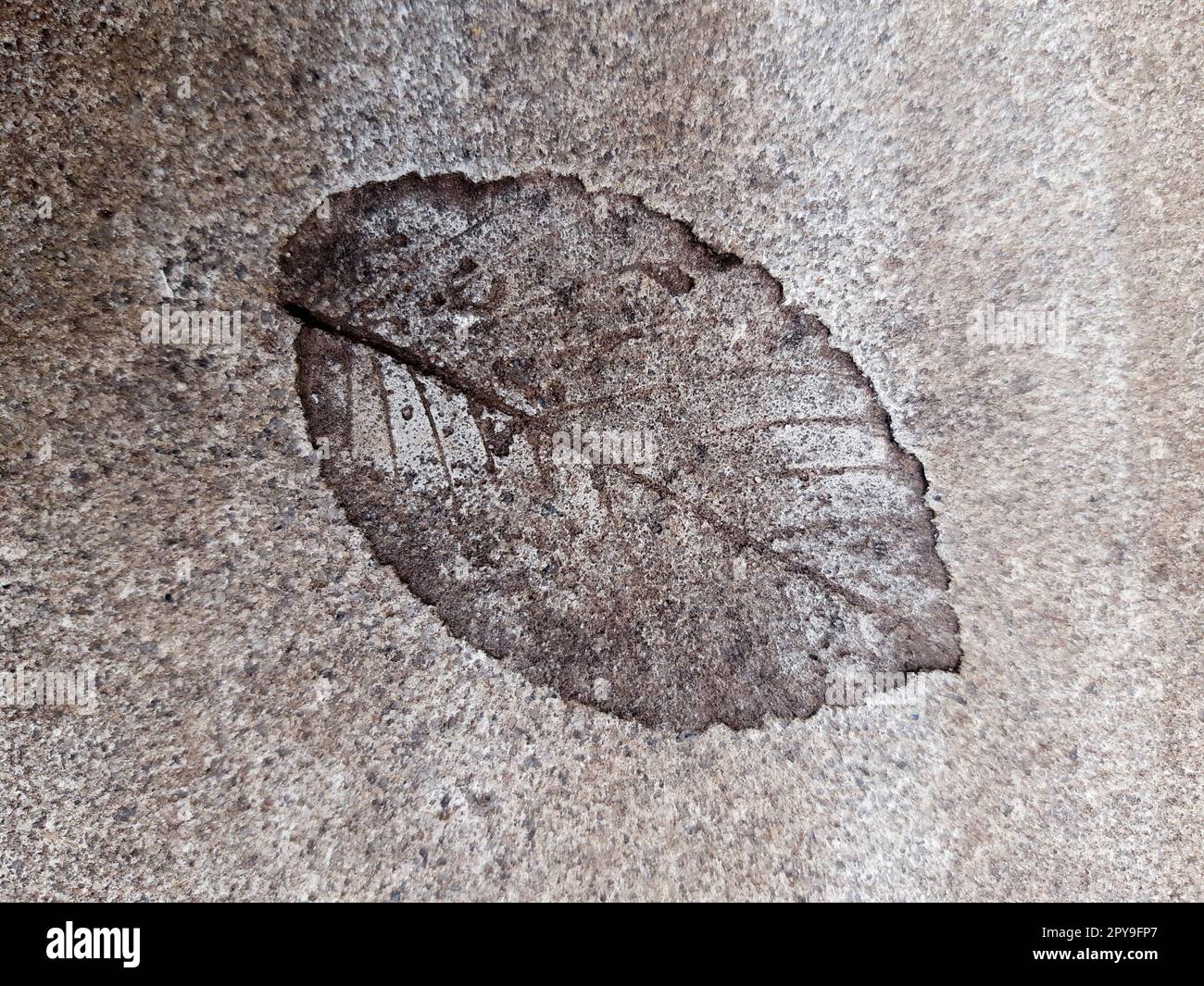 Fallen leaf print on concrete Stock Photo