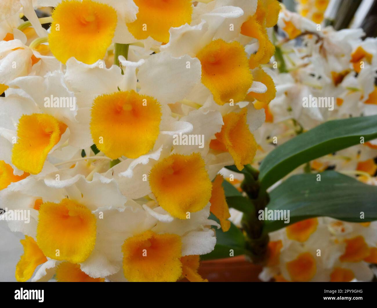 Mass flowering Dendrobium Thyrsiflorum. Natural close up floweri Stock Photo