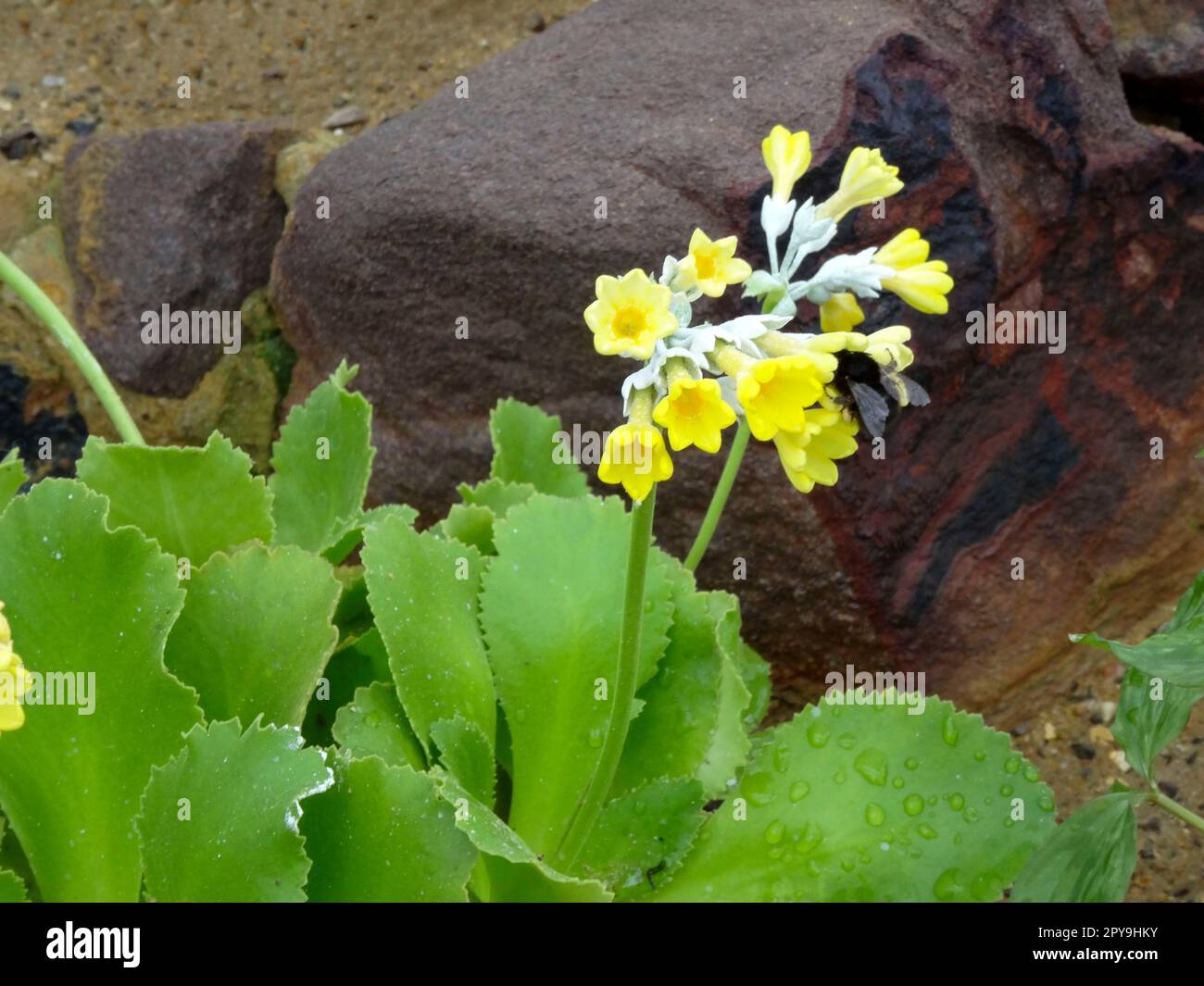 Natural close up flowering plant portrait of Primula Palinuri in bloom Stock Photo