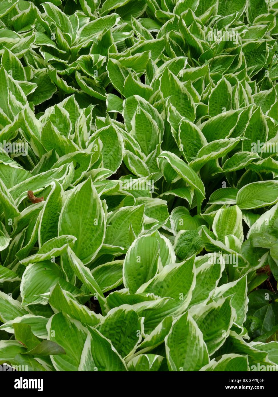 Naturally patterned Hosta Fortunei – Albomarginata, in spring Stock