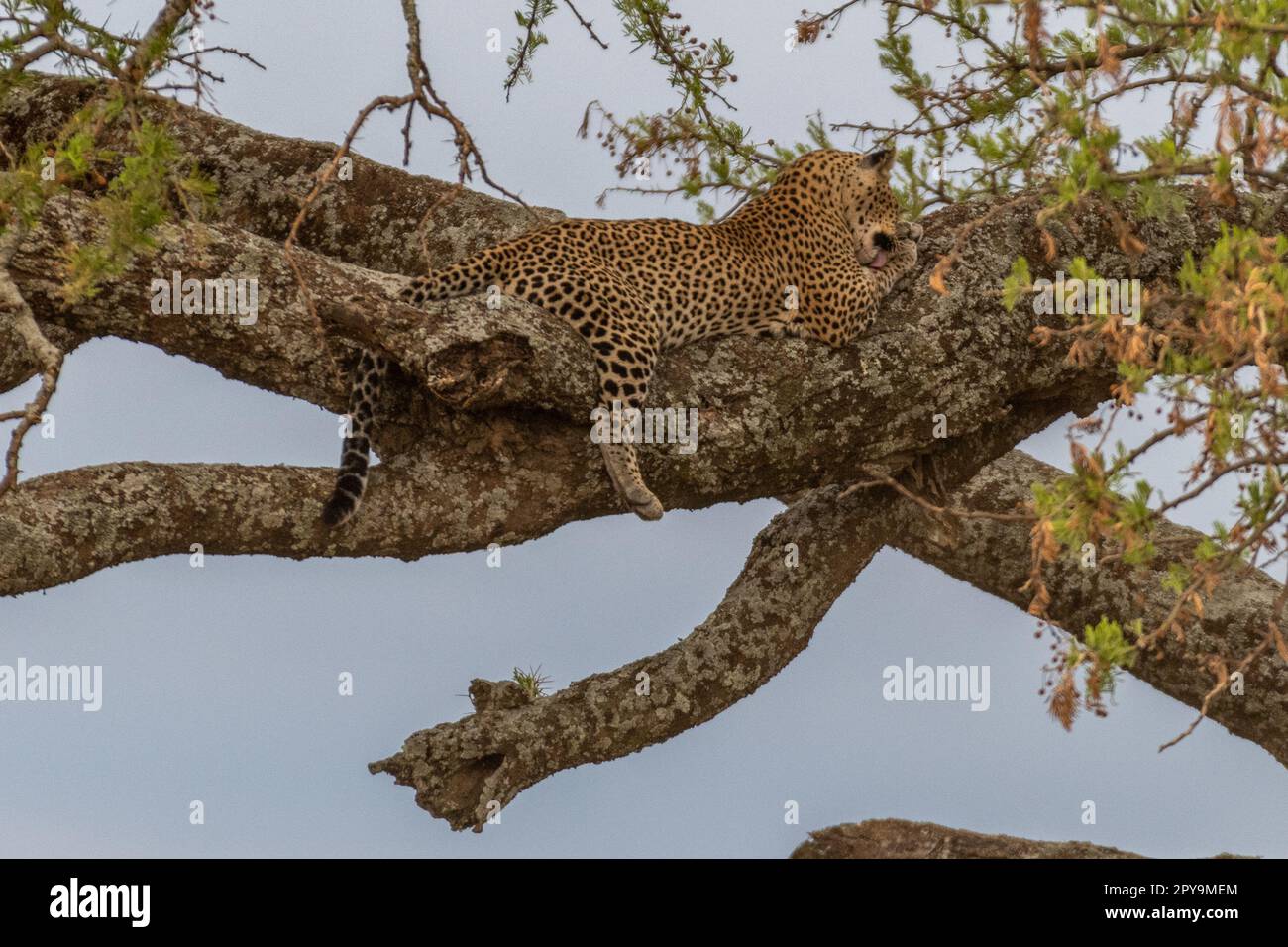 Leopard serengeti hi-res stock photography and images - Alamy
