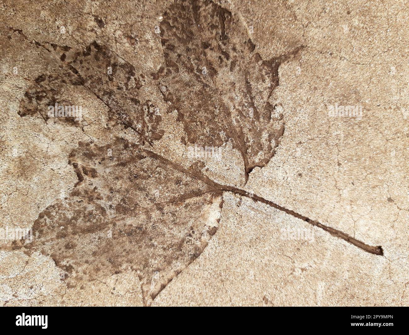 Fallen leaf print on concrete Stock Photo